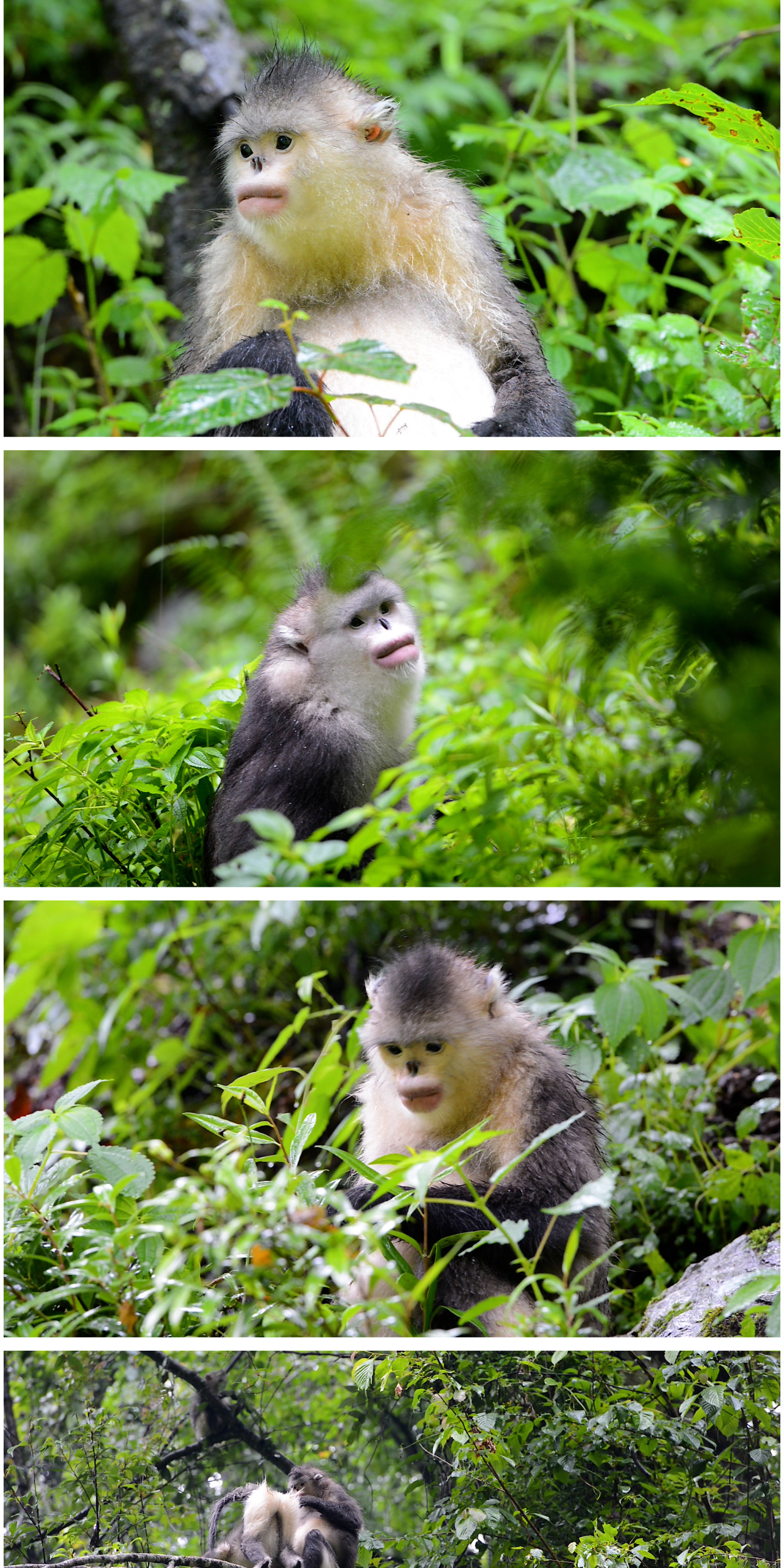 滇金丝猴吃食物