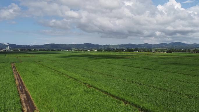 澳大利亚特威德山谷甘蔗作物的无人机镜头