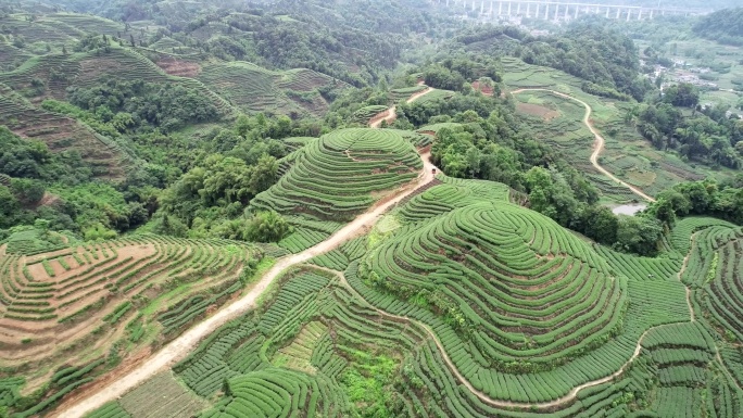 四川雅安名山大地指纹茶园航拍