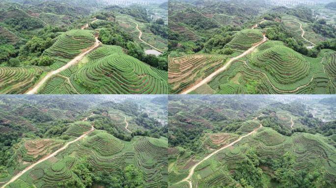 四川雅安名山大地指纹茶园航拍