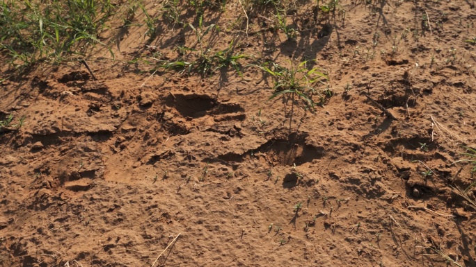 Saiga羚羊（Saiga Tatarica）足迹