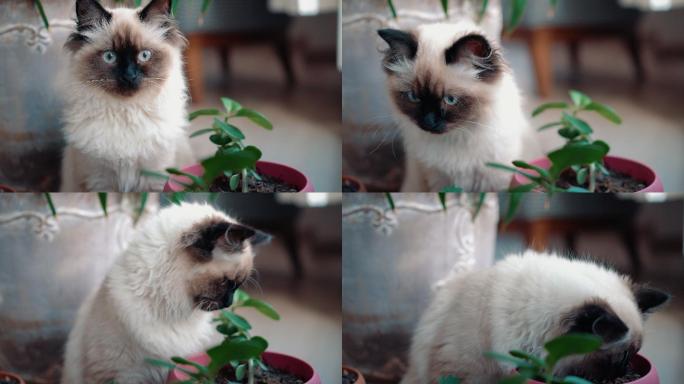 可爱的蓝眼睛布娃娃猫-猫和室内植物