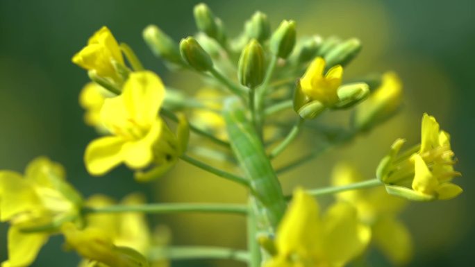 油菜花害虫