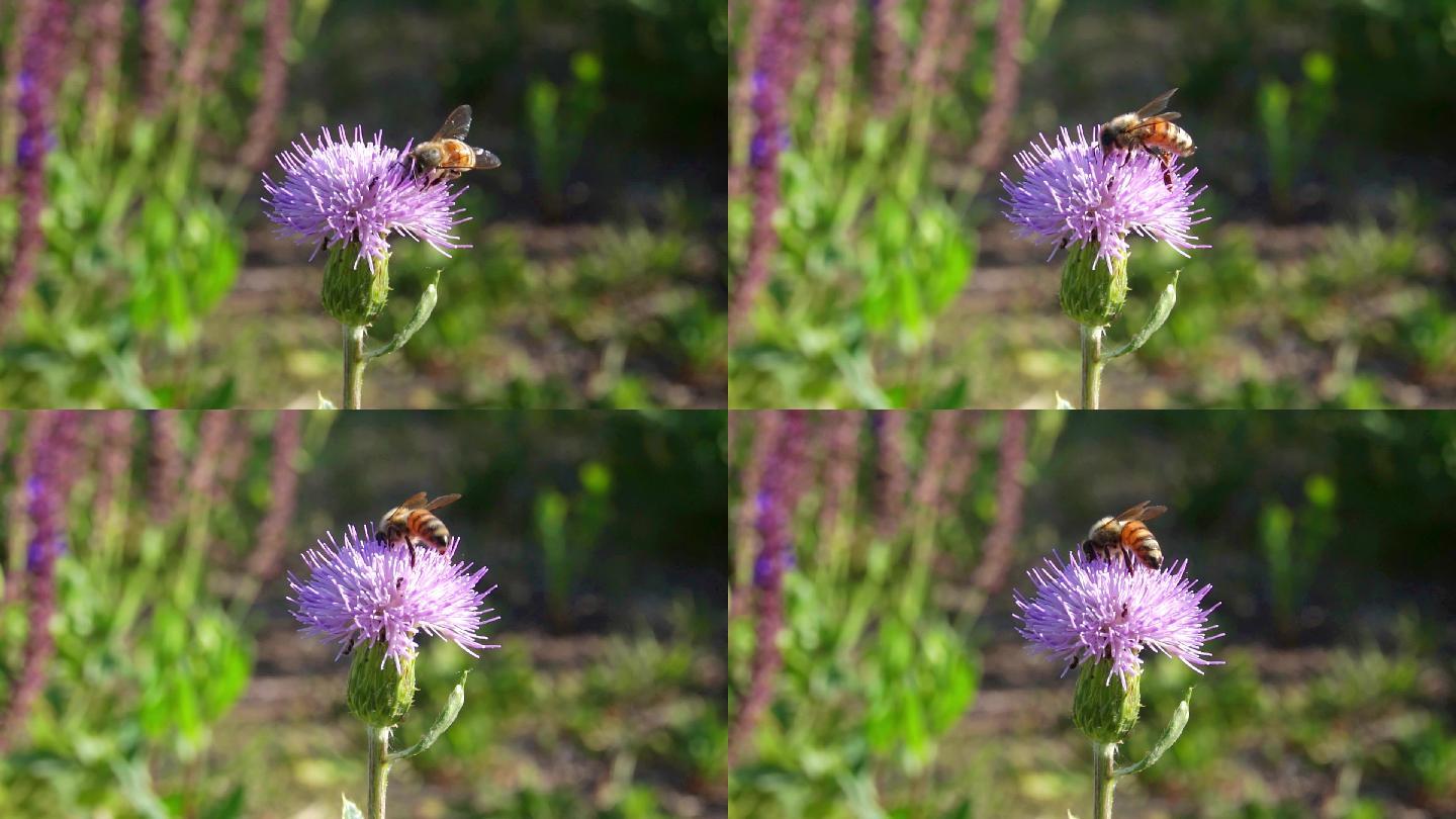 正在花上采蜜的小蜜蜂