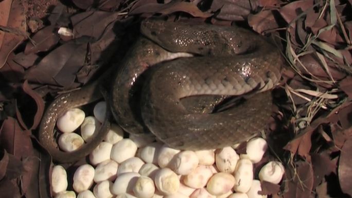 蛇孵卵率冷血动物蟒蛇
