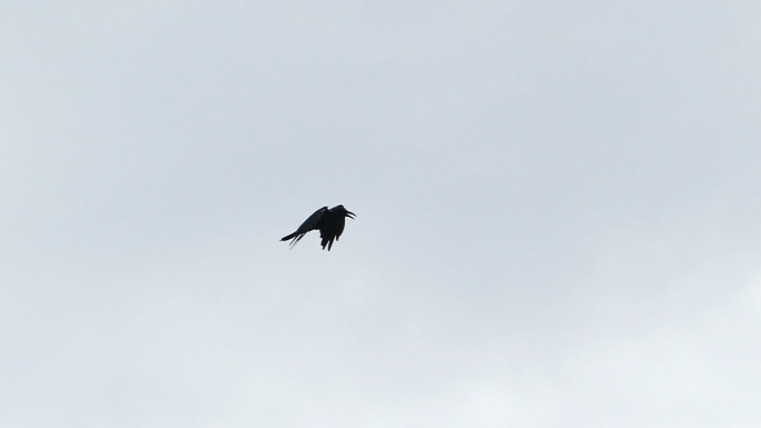 慢动作乌鸦鸟在天空中飞翔。