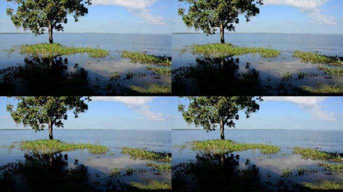 湖中的树湿地湖面上的树木