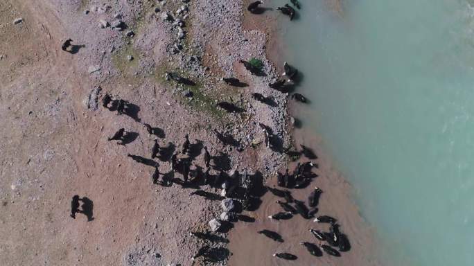 航拍牦牛群在河边饮水