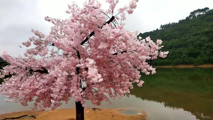 景区湖心树桃花岛桃花树风景区湖中有桃花树