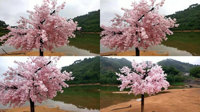 景区湖心树桃花岛桃花树风景区湖中有桃花树