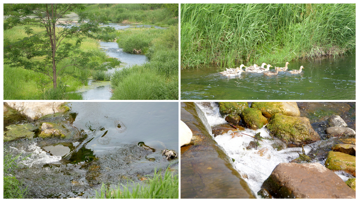 夏日 溪水 生态 自然 鸭子游泳