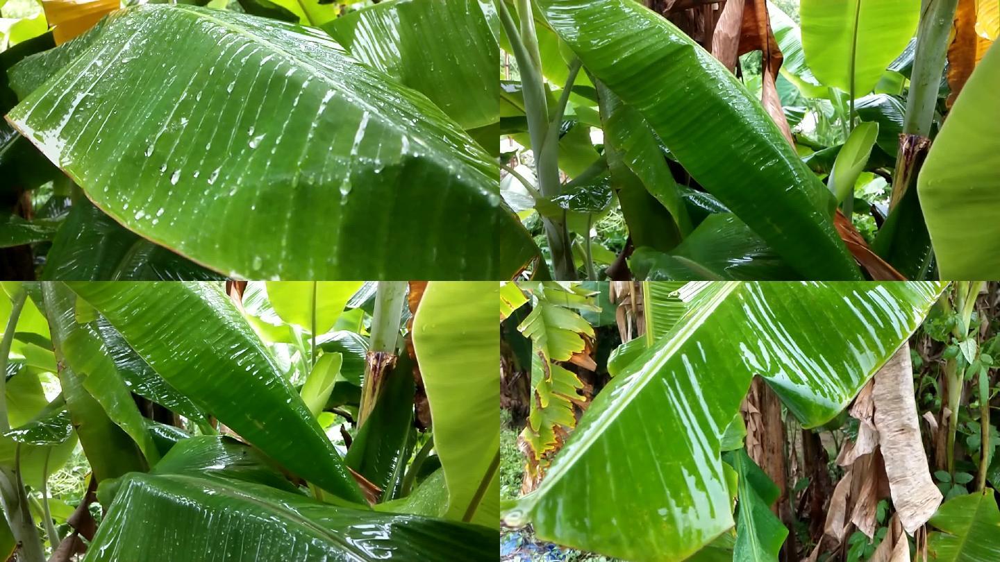 雨中的香蕉叶香蕉树芭蕉雨中农业农村乡下
