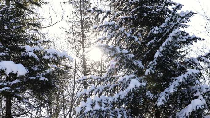 日落时冬林中被雪覆盖的树木