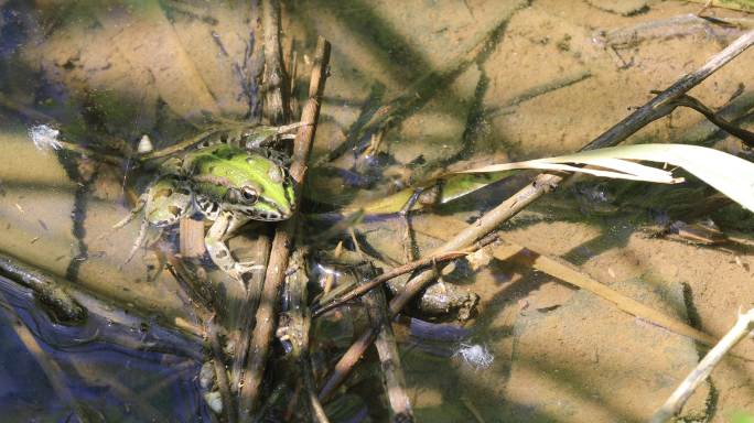 灌溉沟渠中的绿蛙，Gerona。