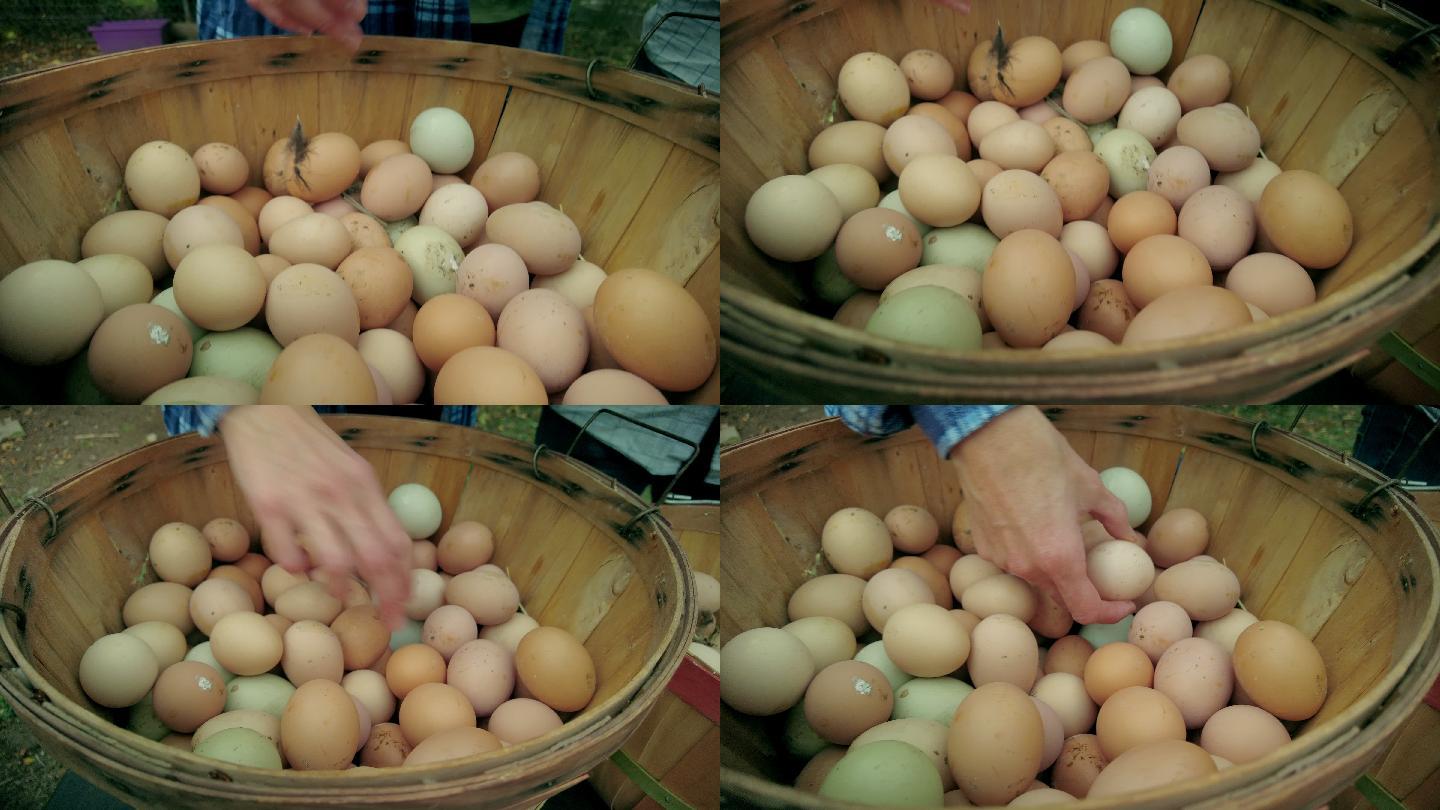 农场饲养的各种颜色的自由放养鸡蛋装在鸡蛋盒中农场到餐桌美国西部农场生活和可持续生活4K视频系列