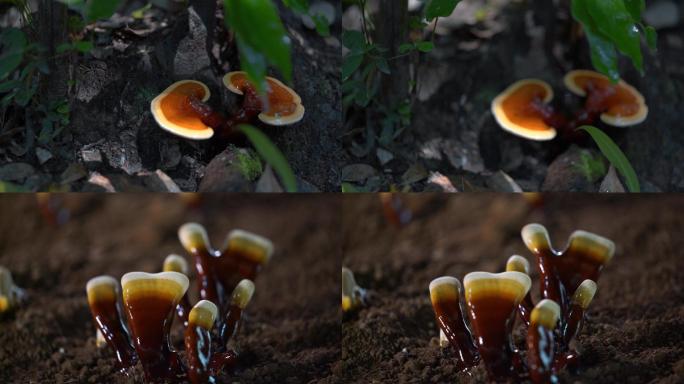野外环境野生灵芝真菌孢子成熟灵芝特写视频