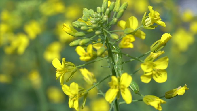 油菜花害虫