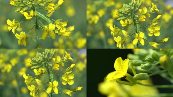 油菜花害虫