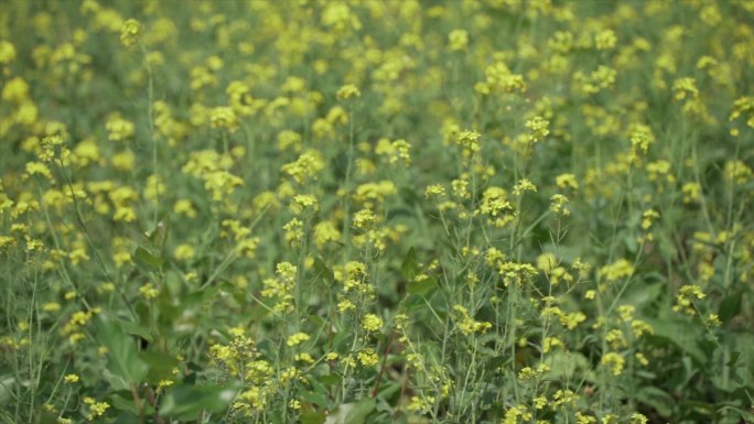 沈阳长白岛油菜花海