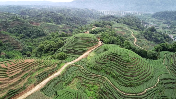 四川雅安名山大地指纹茶园航拍