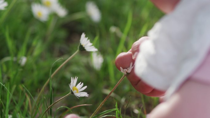 在春天阳光明媚的日子里，婴儿的手抚摸着雏菊，特写。热爱大自然。