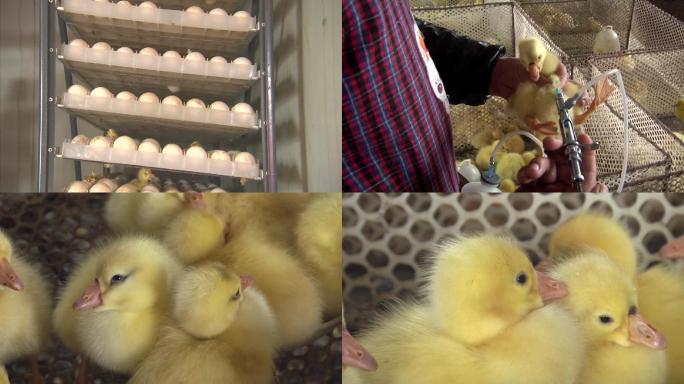 孵化室 鹅蛋 孵化 小鹅外观 注射疫苗