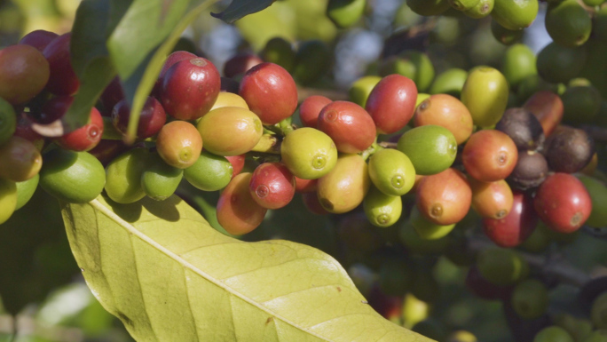 咖啡果实咖啡树咖啡豆的野外种植园