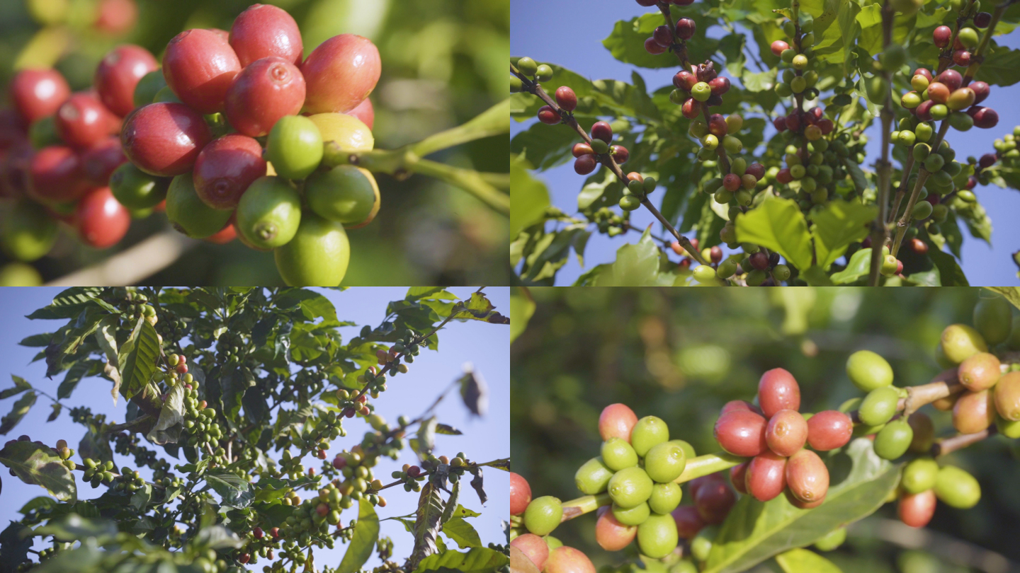 咖啡果实咖啡树咖啡豆的野外种植园