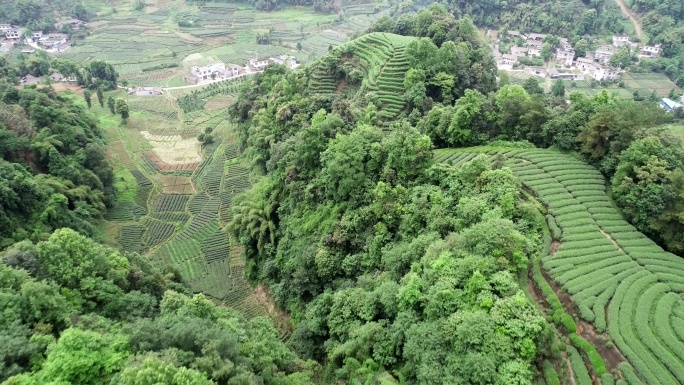 四川雅安名山大地指纹茶园航拍