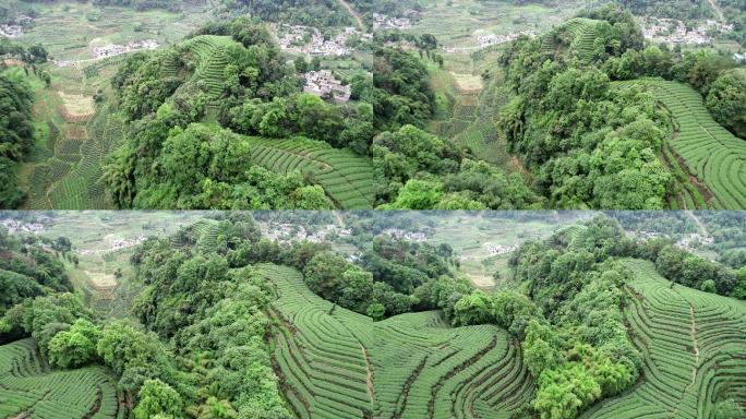 四川雅安名山大地指纹茶园航拍