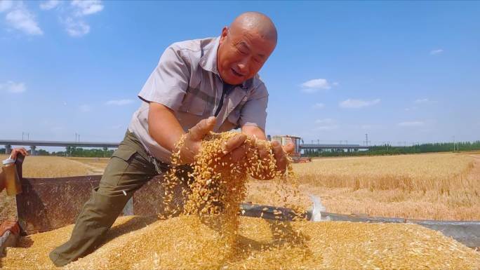 【4K升格】小麦丰收 农民喜悦 丰收年