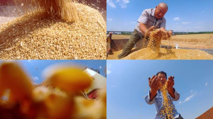 【4K升格】小麦丰收 农民喜悦 丰收年