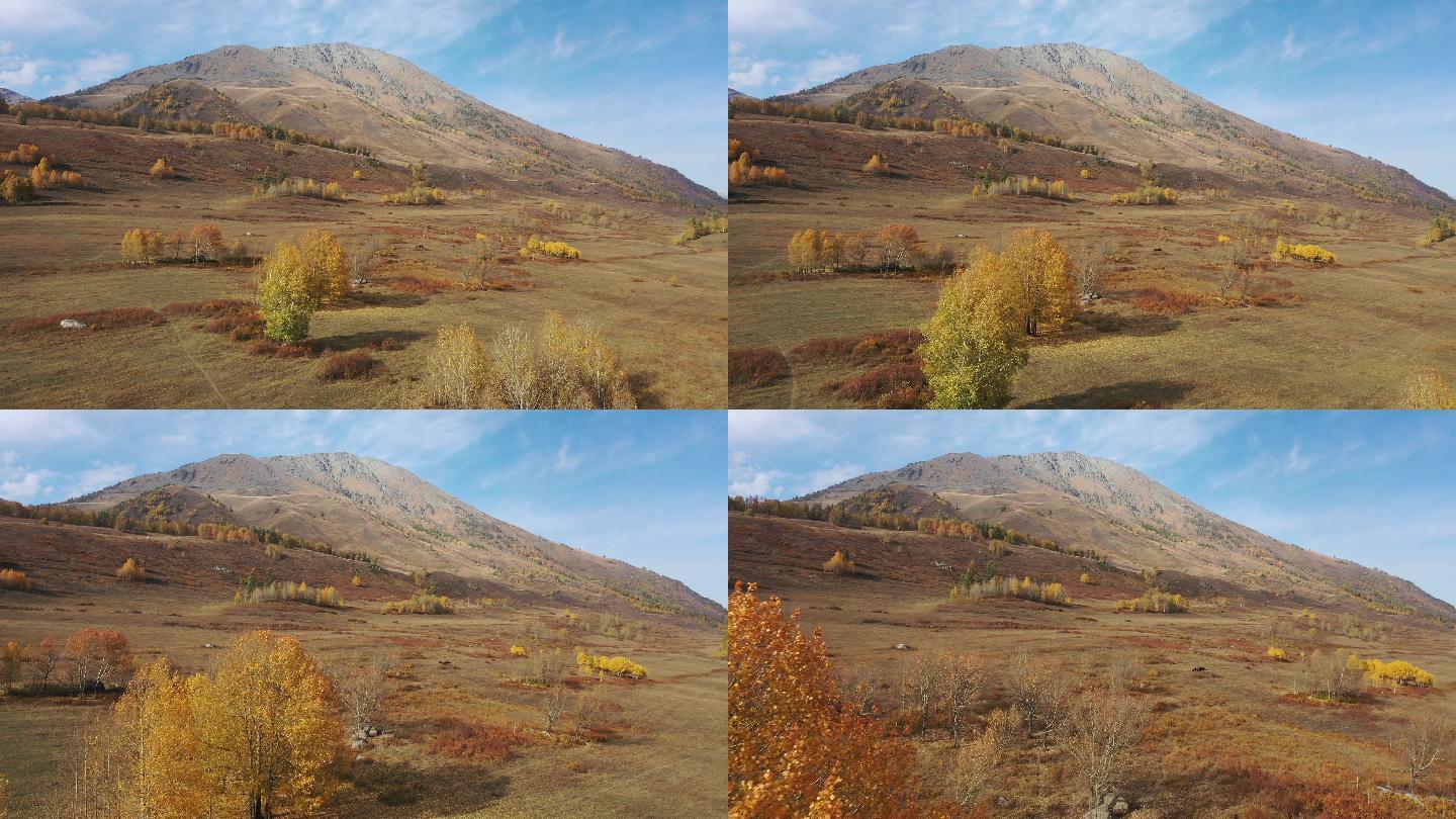 原创 新疆阿勒泰禾木乡秋天树林自然风光
