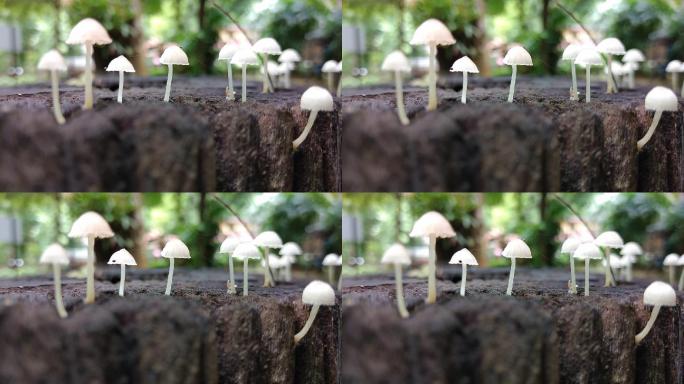 老树桩上生长的小白蘑菇