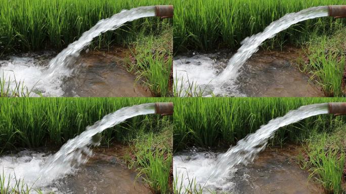 强劲的水流从管道流入绿色的稻田。