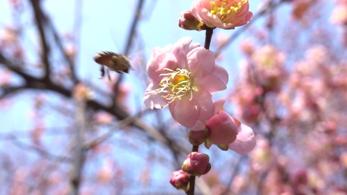 蓝天下盛开冬梅的蜜蜂