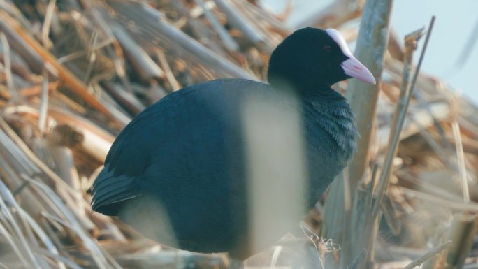 鸟类-普通的浣熊（Fulica atra）单腿站立在芦苇丛中休息。