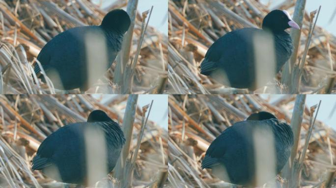 鸟类-普通的浣熊（Fulica atra）单腿站立在芦苇丛中休息。