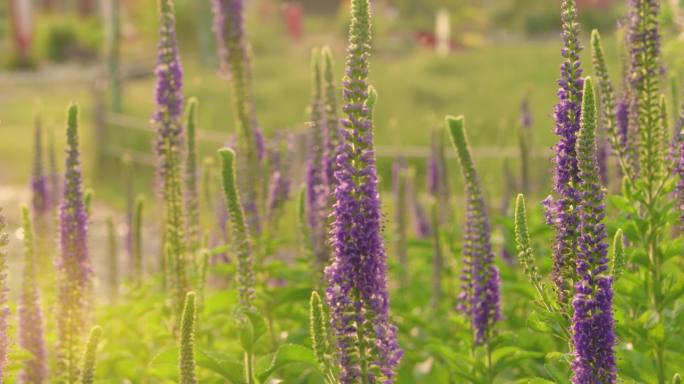 4K植物空镜婆婆纳属