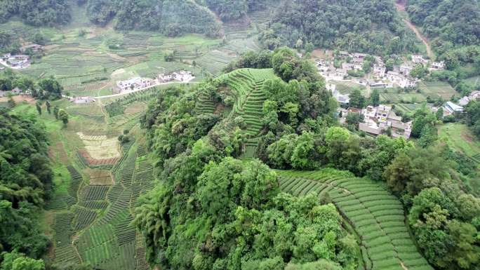 四川雅安名山大地指纹茶园航拍