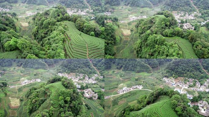 四川雅安名山大地指纹茶园航拍