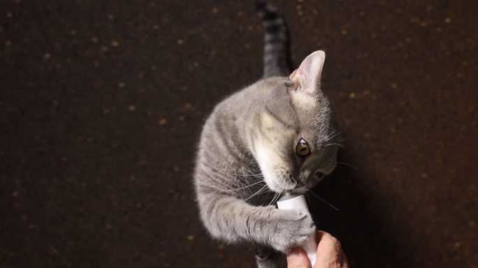 斑猫从主人手中舔食维生素膏。英国sorthair