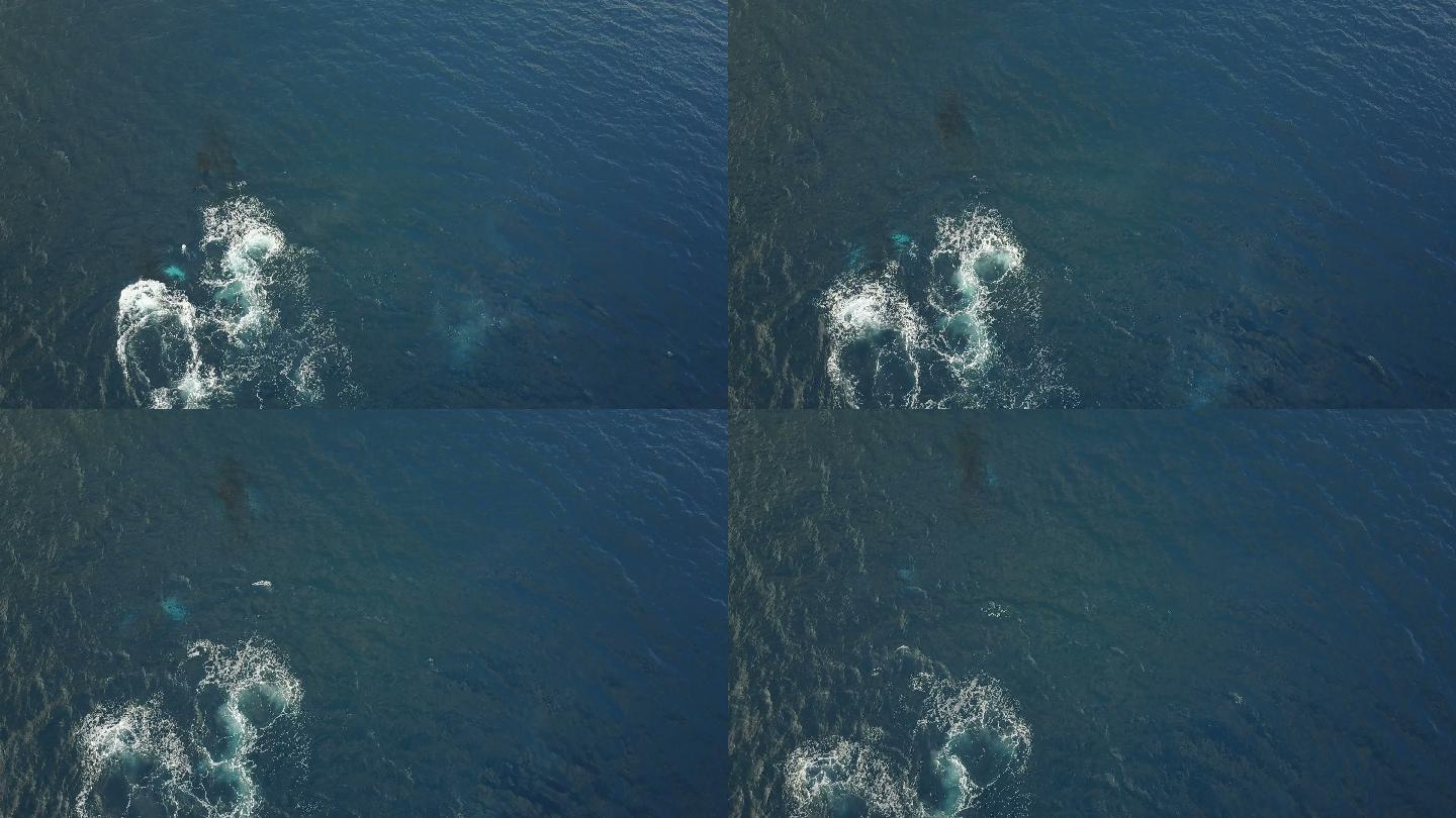 海洋表面下巨大鲸鱼的向下视图