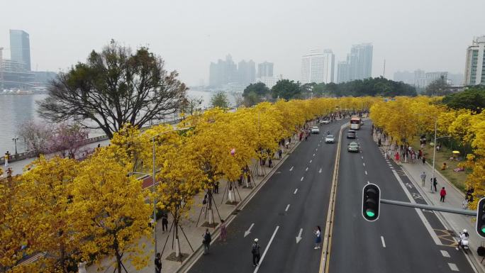 航拍广州洲头咀公园黄花风铃木盛开01