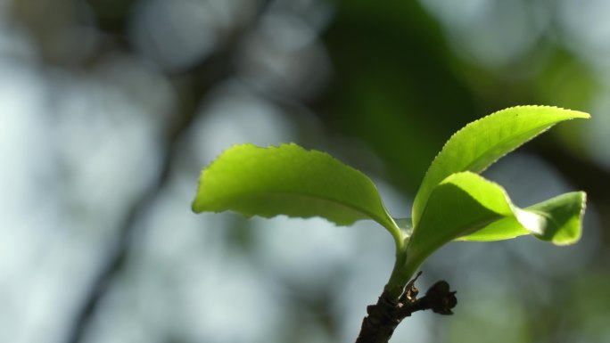 普洱茶春茶茶尖特写4k