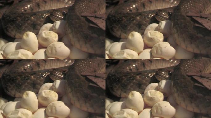 蛇孵卵率孵化