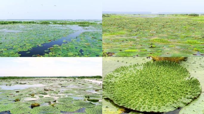 湿地植物芡实合集