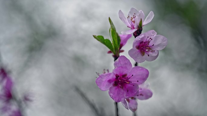 紫色花朵抽象背景雨天雨滴