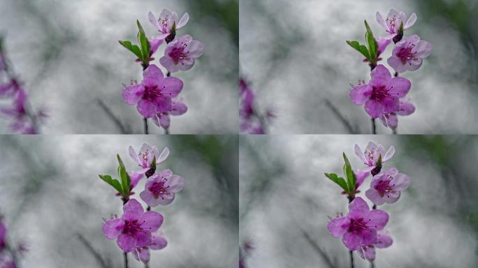 紫色花朵抽象背景雨天雨滴