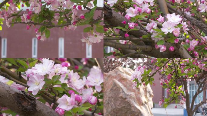 索尼实拍春天粉红碧桃花卉特写意境